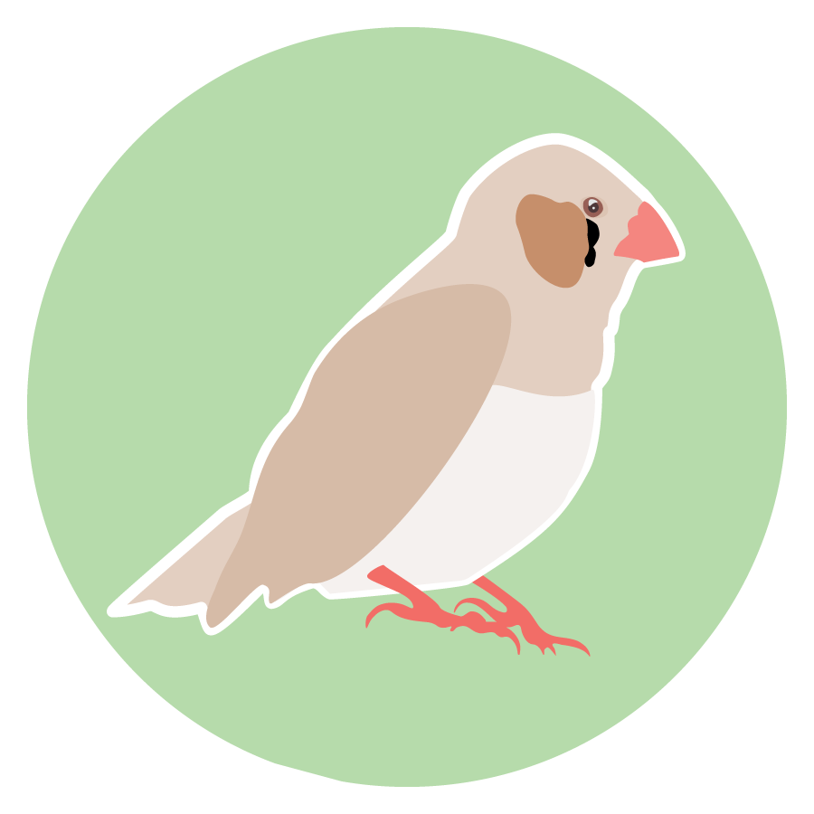 Finch sticker
